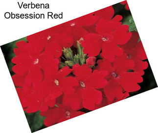 Verbena Obsession Red