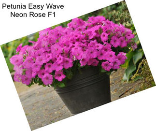 Petunia Easy Wave Neon Rose F1