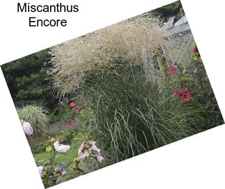 Miscanthus Encore