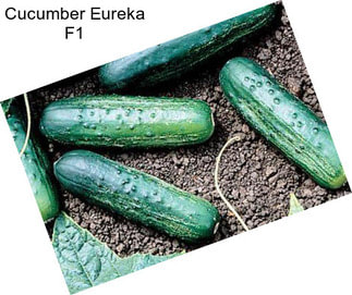 Cucumber Eureka F1