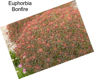 Euphorbia Bonfire