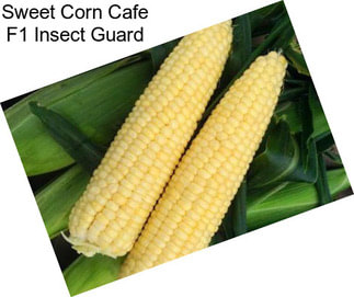 Sweet Corn Cafe F1 Insect Guard