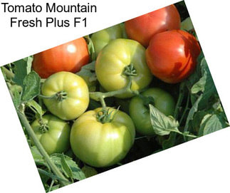 Tomato Mountain Fresh Plus F1