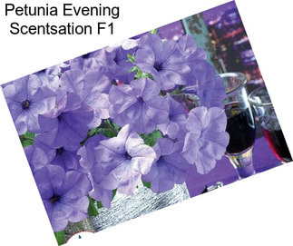 Petunia Evening Scentsation F1