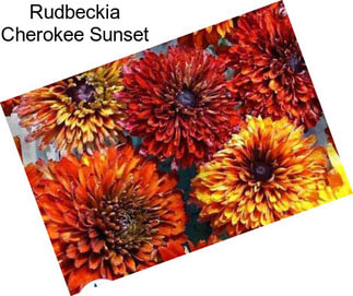 Rudbeckia Cherokee Sunset