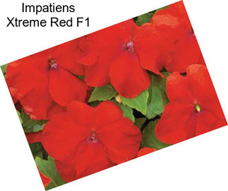 Impatiens Xtreme Red F1