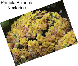 Primula Belarina Nectarine
