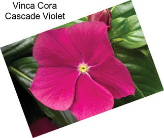 Vinca Cora Cascade Violet