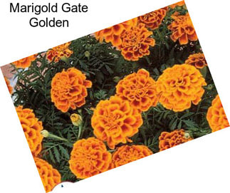 Marigold Gate Golden