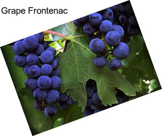 Grape Frontenac