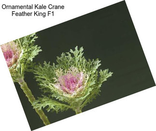 Ornamental Kale Crane Feather King F1