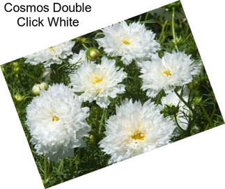Cosmos Double Click White