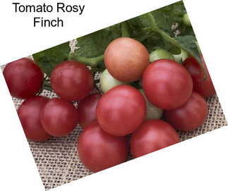 Tomato Rosy Finch