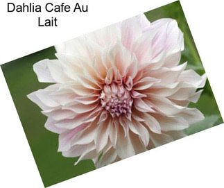 Dahlia Cafe Au Lait