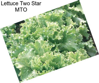 Lettuce Two Star MTO