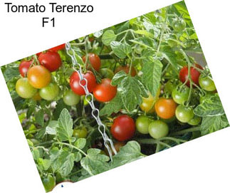 Tomato Terenzo F1