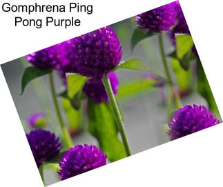 Gomphrena Ping Pong Purple