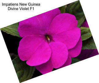 Impatiens New Guinea Divine Violet F1