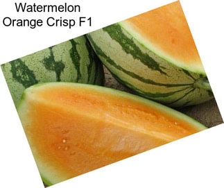 Watermelon Orange Crisp F1