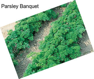 Parsley Banquet