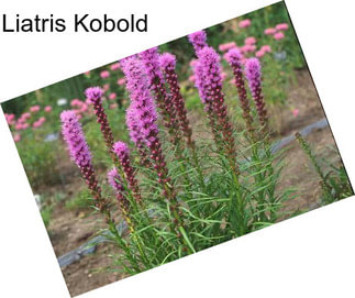 Liatris Kobold