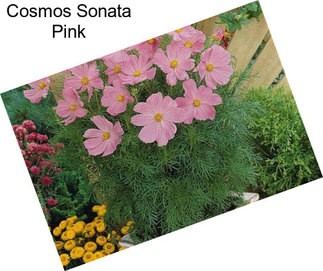 Cosmos Sonata Pink