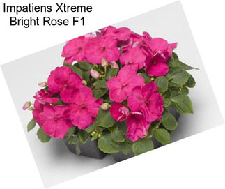 Impatiens Xtreme Bright Rose F1