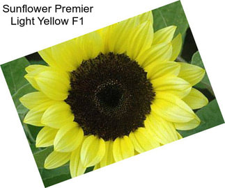 Sunflower Premier Light Yellow F1