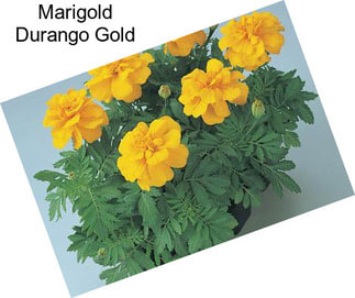 Marigold Durango Gold