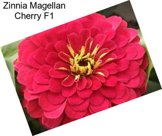 Zinnia Magellan Cherry F1