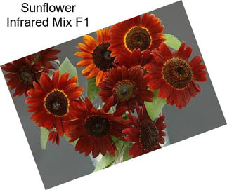 Sunflower Infrared Mix F1