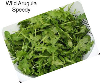 Wild Arugula Speedy