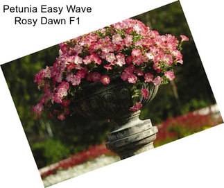 Petunia Easy Wave Rosy Dawn F1