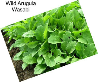 Wild Arugula Wasabi
