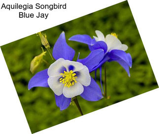 Aquilegia Songbird Blue Jay