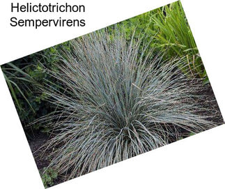 Helictotrichon Sempervirens