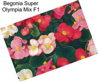 Begonia Super Olympia Mix F1