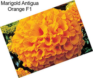 Marigold Antigua Orange F1