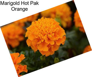 Marigold Hot Pak Orange