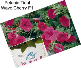 Petunia Tidal Wave Cherry F1