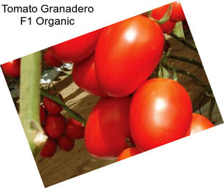 Tomato Granadero F1 Organic