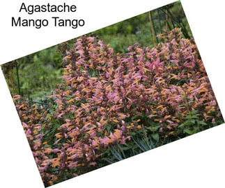 Agastache Mango Tango