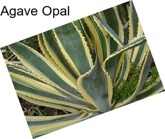 Agave Opal