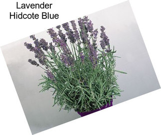 Lavender Hidcote Blue