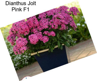 Dianthus Jolt Pink F1