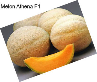 Melon Athena F1
