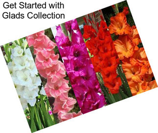 Get Started with Glads Collection