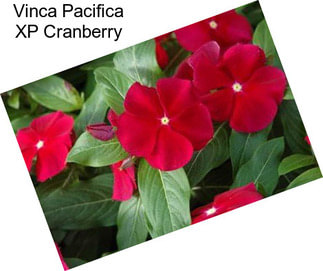 Vinca Pacifica XP Cranberry