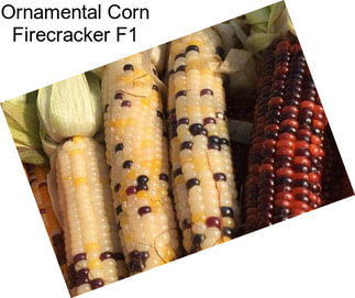 Ornamental Corn Firecracker F1