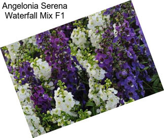 Angelonia Serena Waterfall Mix F1